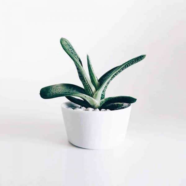 pic15-free-img-600x600